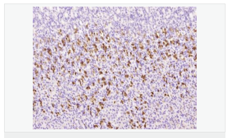 60580b68035f4.png image.png