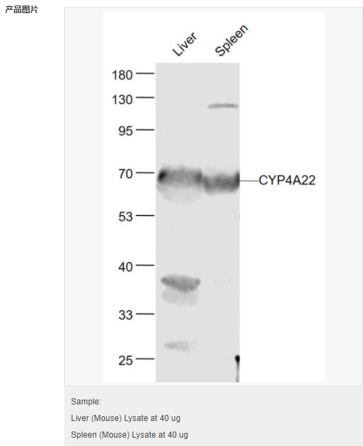 605853cb9b356.png image.png