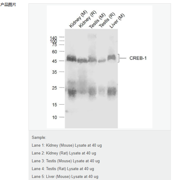 60779aed1f11c.png image.png