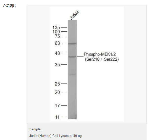 6077a54c22244.png image.png