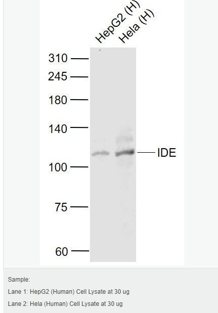 60794e7b6fbf6.png image.png