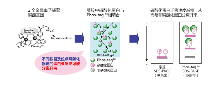 6276383087d37.png image.png